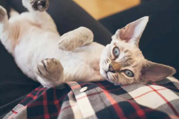 Devon Rex gato durmiendo