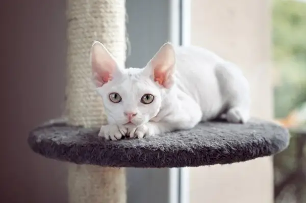 Devon Rex Cat na árvore do gato