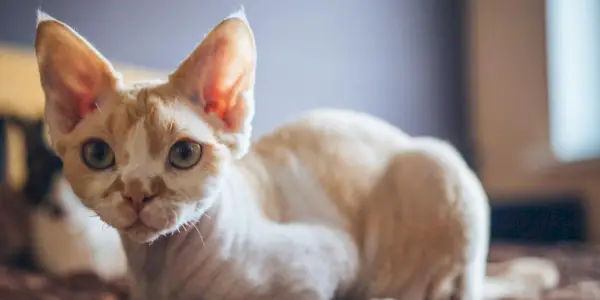 En İyi 100 Devon Rex Kedi İsmi