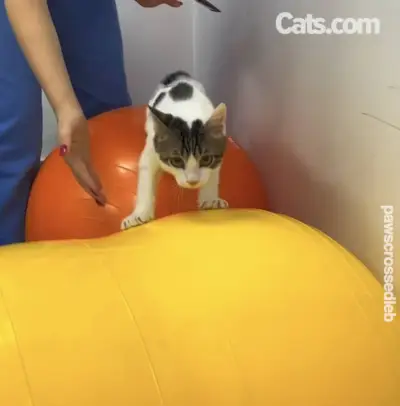 Milo aprende a mantener el equilibrio sobre balones medicinales.