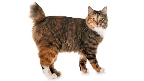 Curly Bobtail Cat historia