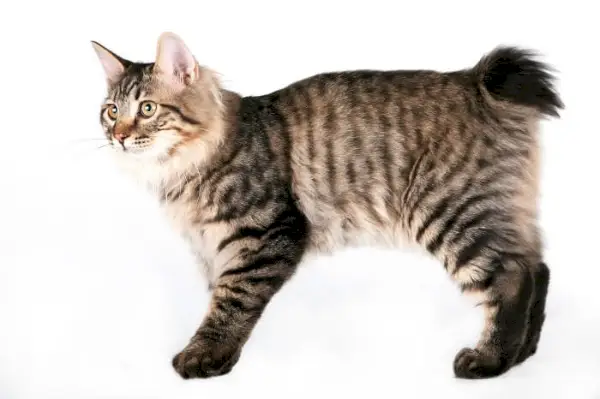 O kocie kurylskim bobtail