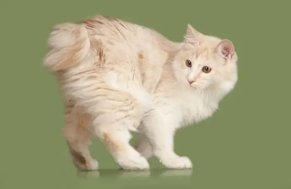 Maine coon