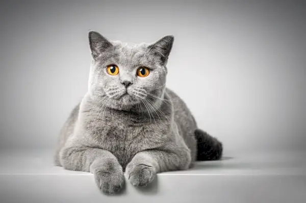 Despre British Shorthair Cat