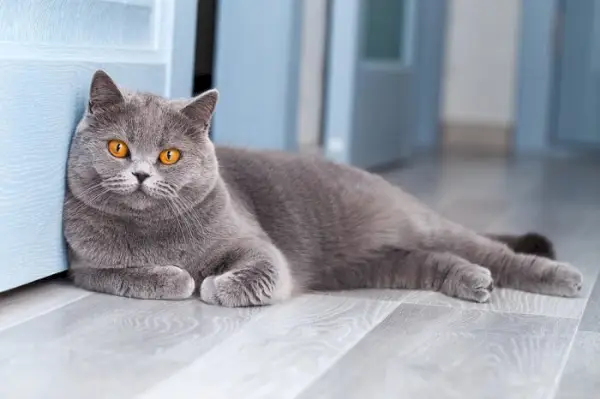 Îngrijirea pisicilor British Shorthair