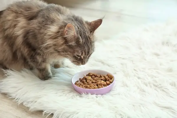 Maine Coon is aan het eten Uitgelichte afbeelding