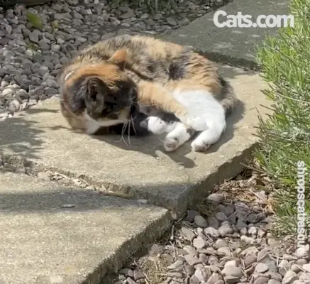 Een oudere dorpeling geniet van de zon in Moggie's Mansion