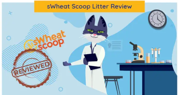 sWheat Scoop Cat Litter Review