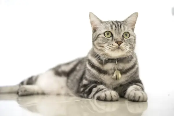 Gatto American Shorthair, che incarna il fascino classico e duraturo di questa razza