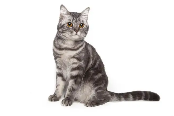 American Shorthair kedisi, klasik ve kalıcı bir kedi çekiciliği yayar