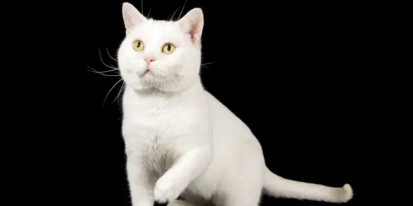 Klasik ve sevilen Amerikan kedi ırkını temsil eden sıkıştırılmış görüntüdeki American Shorthair kedisi.