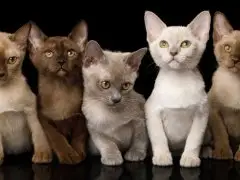 groupe de chats