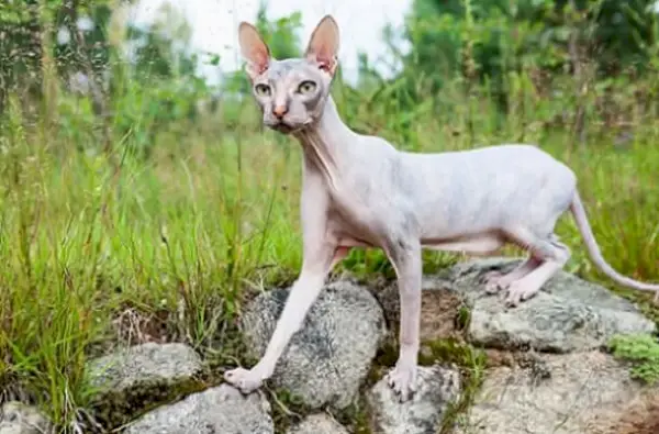 돈스코이 고양이 소개