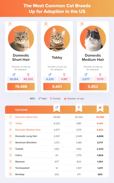 Illusztráció a leggyakoribb macskákról, amelyek örökbefogadásra készülnek az Egyesült Államokban