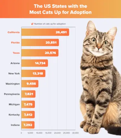 Illustration av USA:s stater med flest katter för adoption