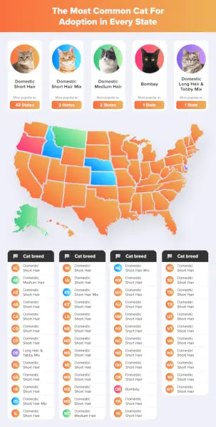 Illustration av den vanligaste katten för adoption i varje stat