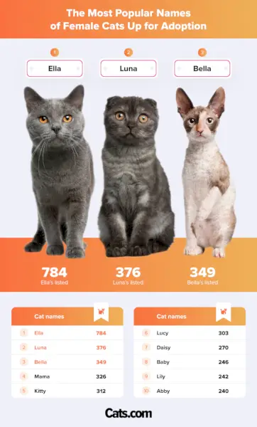 Ilustración de los nombres más populares de gatas en adopción