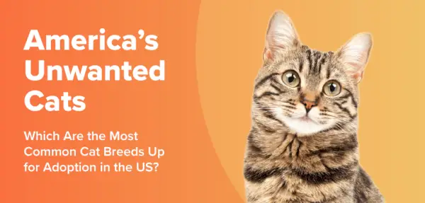 Los gatos no deseados de Estados Unidos