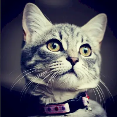 Cool Cat Collars anmeldelser