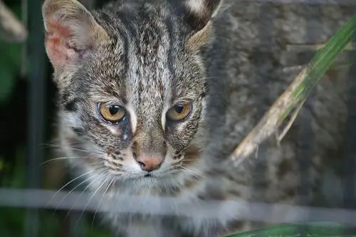 Main Coon