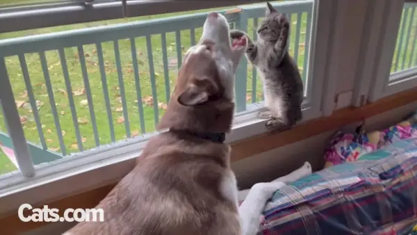 Gato criado por cães de puxar trenós enfrenta crise existencial quando percebe que é um gato