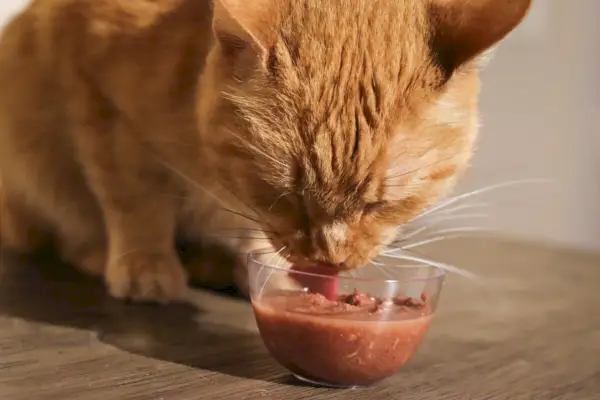 Os 7 melhores alimentos para gatos para gatos com excesso de peso