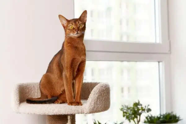 Abyssinian Cat: Karakteristika, personlighed og raceinformation