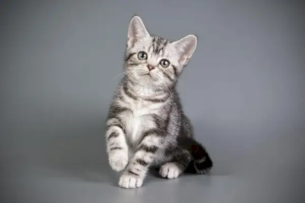 A proposito del gatto American Shorthair