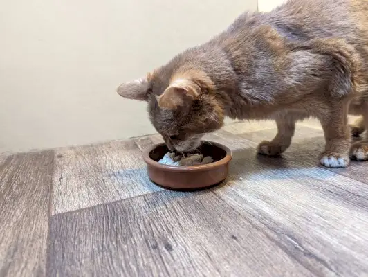 La mejor comida para gatos del Reino Unido