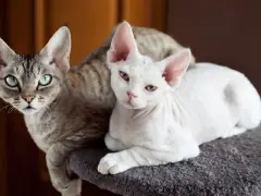 due gatti devon rex sugli alberi dei gatti