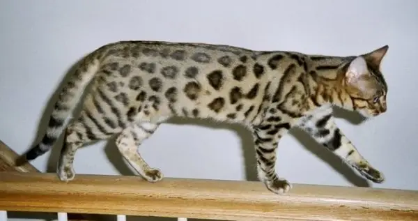 Soins du chat guépard