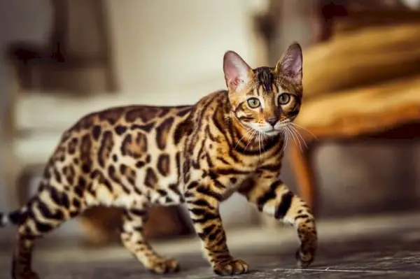 Une image captivante d'un chat domestique et d'un lion majestueux côte à côte, soulignant le contraste entre un petit animal domestique et un puissant homologue sauvage.