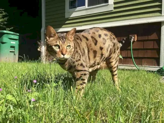 Histoire du chat guépard