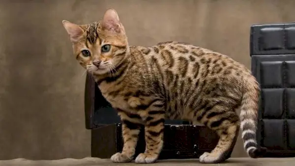 A Cheetoh Catről