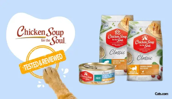 Soupe au poulet pour l'examen de la nourriture pour chat Soul