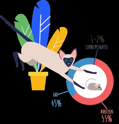 Illustrazione della nutrizione felina di base