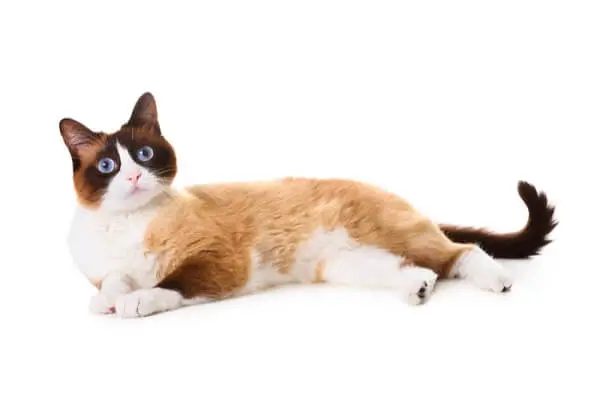 Om Snowshoe Cat