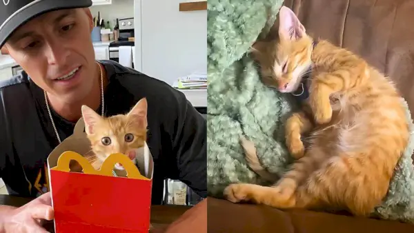 Ginger Kitten prosí muža o pomoc na parkovisku McDonald's, jeho život sa čoskoro zlepší