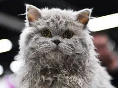 Um gatinho Selkirk Rex