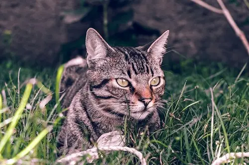 Cuidados del gato brasileño de pelo corto