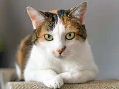 Image de diverses races de chats qui aiment l'eau, mettant en valeur leur nature ludique et aventureuse dans une scène de groupe engageante et captivante.