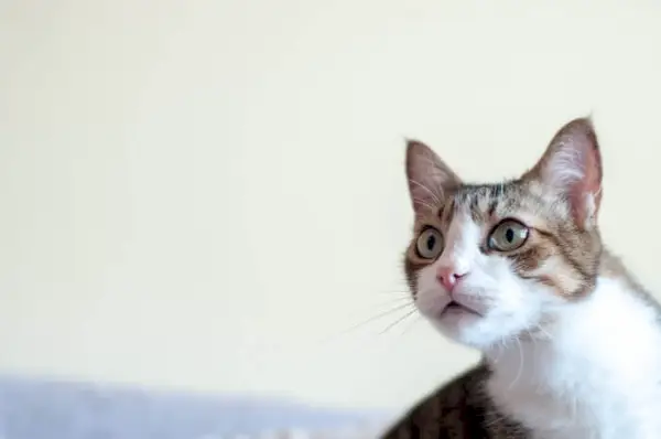 Acerca del gato brasileño de pelo corto