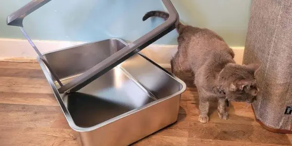 Beste Katzentoilette für mehrere Katzen