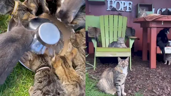 Lanai Cat Sanctuary je největší záchranné centrum pro kočky na Havaji! / Lanai Cat Sanctuary