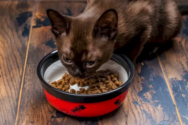 gato birmanês comendo.