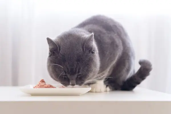 Fotografia che cattura un gatto grigio a pelo corto intento a mangiare.