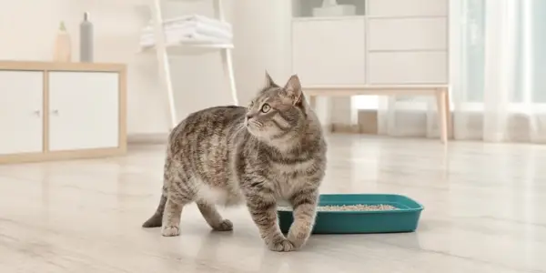 La mejor arena para gatos para el control de olores: la guía completa para acabar con el olor de la caja de arena para siempre