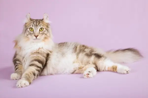 История на котка American Curl