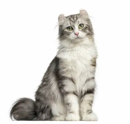 Om American Curl Cat