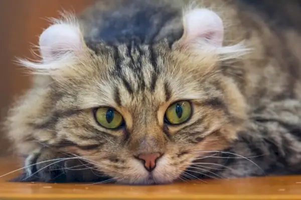 Maine Coon